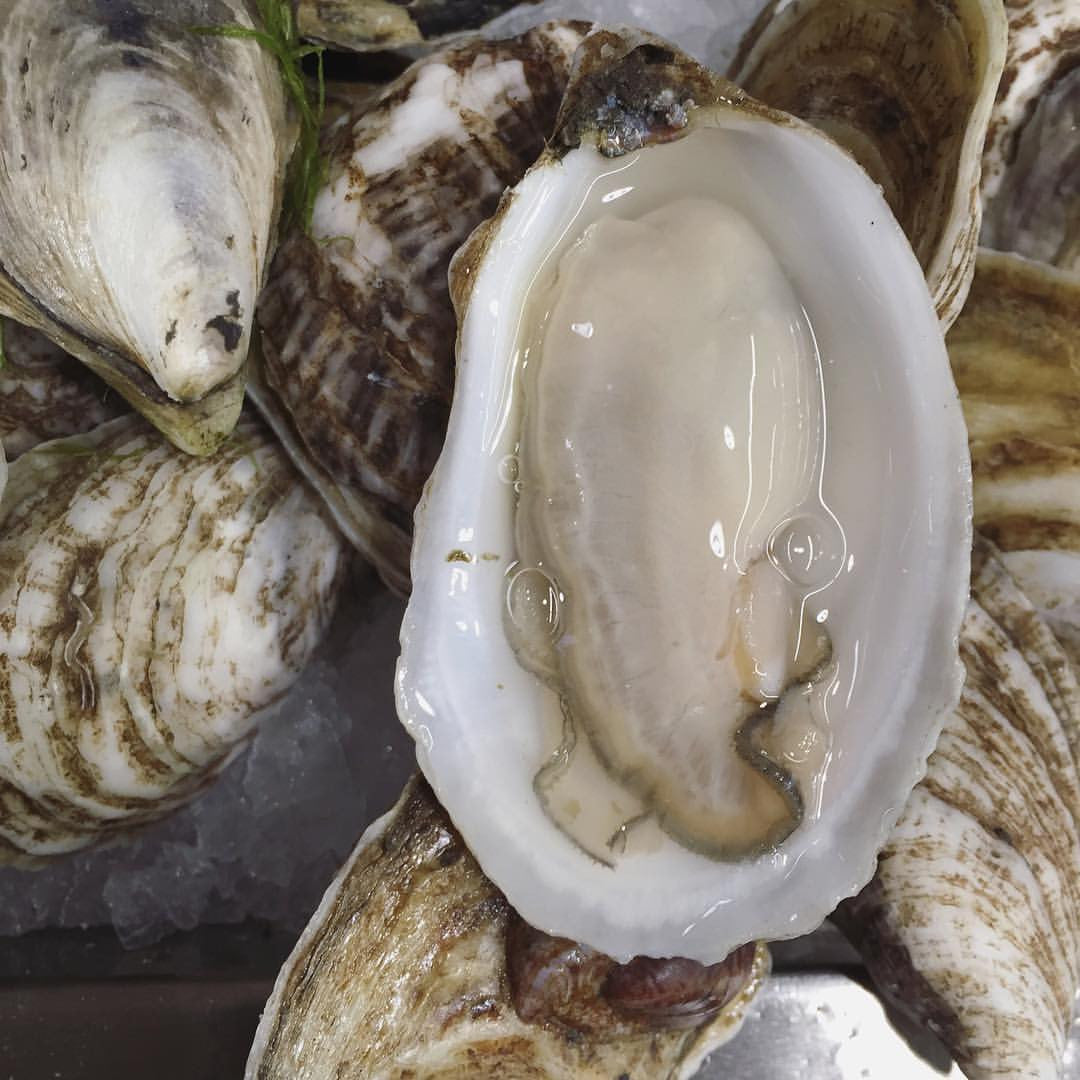 The Mighty Oyster