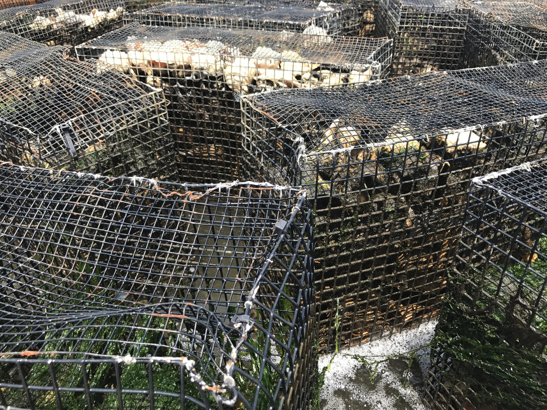 Oyster Recycling Program