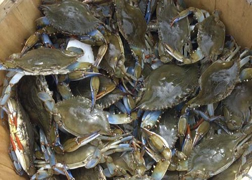 Crabbin for a Cure raises $30,000+