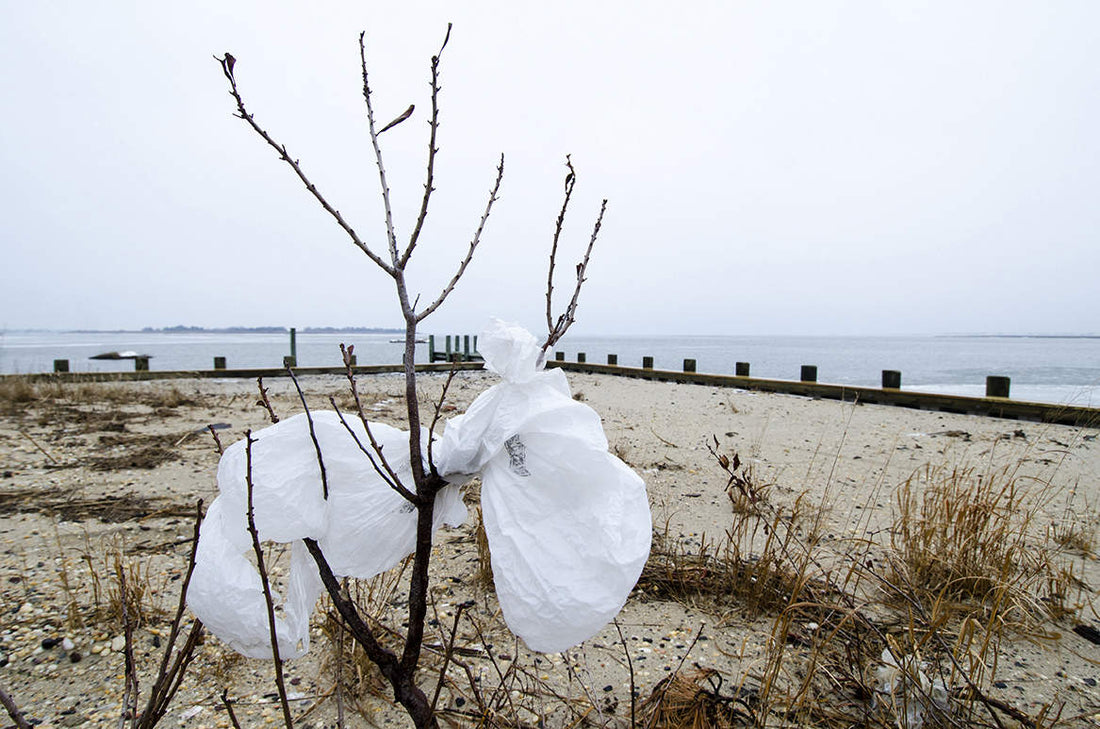 Plastic Bag Bans