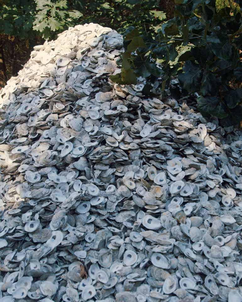 Oyster Shellabration
