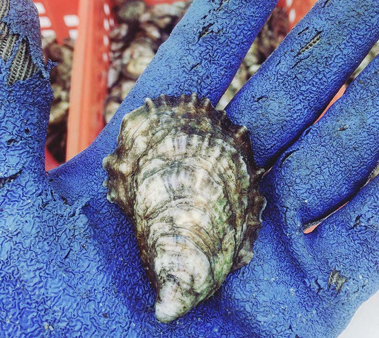 The Oyster Farmers World Premiere